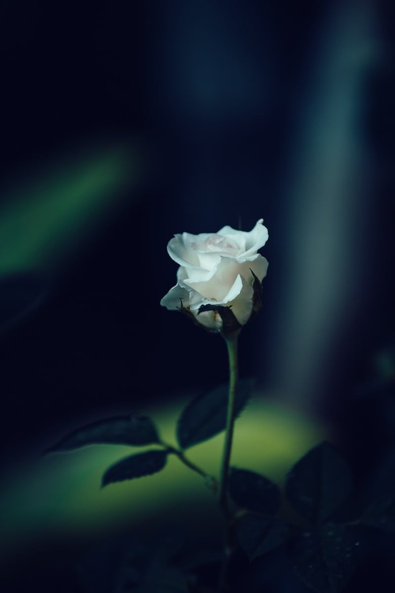 Elegant Rose Gardens