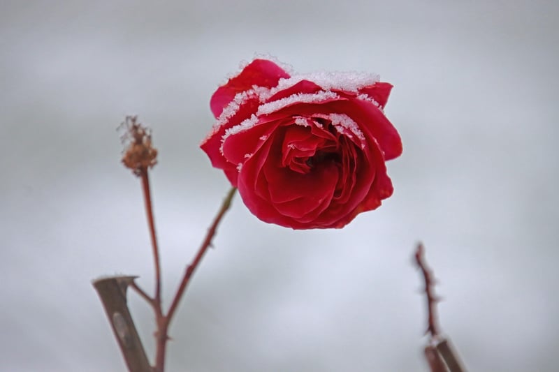 Enchanting Blooms