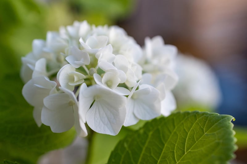 Enchanting Blooms